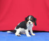 AKC Registered Cavalier KCS For Sale Millersburg OH Male-Zues