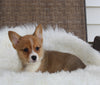ACA Welsh Corgi For Sale Millersburg OH Male-Cyrus
