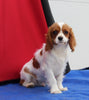 AKC Registered Cavalier For Sale Millersburg OH Male-Ollie