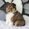 ACA Registered Shetland Sheepdog For Sale Baltic OH Female-Fern