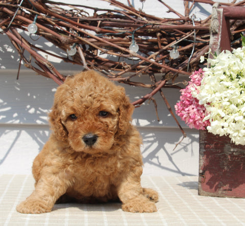 Mini Goldendoodle For Sale Sugarcreek OH Female-Nora