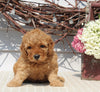 Mini Goldendoodle For Sale Sugarcreek OH Female-Nora