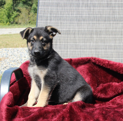 German Shepherd For Sale Fresno OH Female-Sky