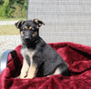 German Shepherd For Sale Fresno OH Female-Sky