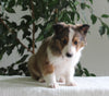 ACA Shetland Sheepdog For Sale Baltic OH Male-Ricky