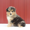 Australian Shepherd For Sale Holmesville OH Male-Asher