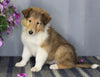 AKC Registered Collie Lassie For Sale Fredericksburg OH Male-Zack