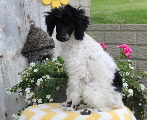 ACA Registered Mini Poodle For Sale Apple Creek OH Male-Rebel