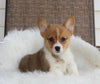 ACA Welsh Corgi For Sale Millersburg OH Male-Cyrus