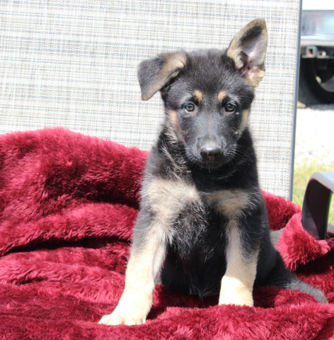 German Shepherd For Sale Fresno OH Female-Sierra