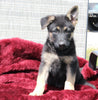 German Shepherd For Sale Fresno OH Female-Sierra