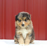 Australian Shepherd For Sale Holmesville OH Male-Asher