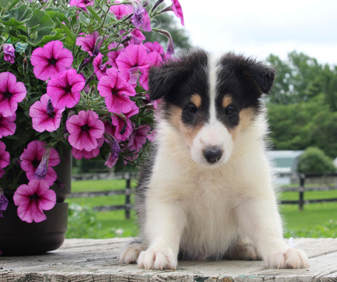 Collie Lassie For Sale Fredericksburg OH Male-Moses