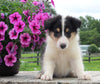 Collie Lassie For Sale Fredericksburg OH Male-Moses