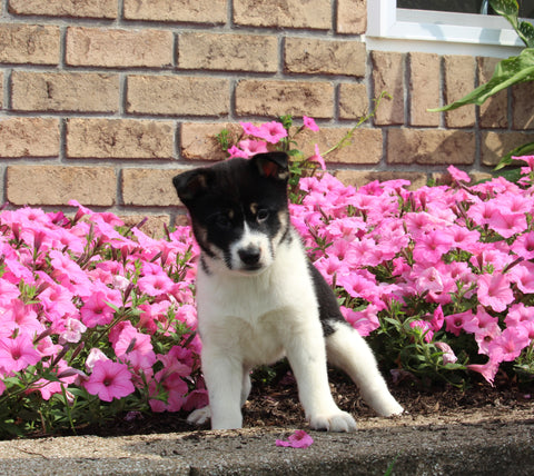 APRI Registered Shiba Inu For Sale Millersburg OH Female-Greta