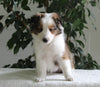 ACA Shetland Sheepdog For Sale Baltic OH Female-Jodi