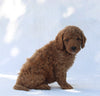 F1B Mini Goldendoodle For Sale Sugarcreek OH Male-Timmy