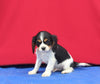 AKC Registered Cavalier KCS For Sale Millersburg OH Male-Zues