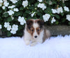 ACA Registered Shetland Sheepdog For Sale Baltic OH Male-Blake