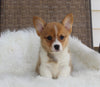 ACA Welsh Corgi For Sale Millersburg OH Male-Cyrus