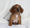 ACA Registered Dachshund For Sale Fredericksburg OH Female-Sophie