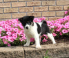 APRI Registered Shiba Inu For Sale Millersburg OH Female-Greta