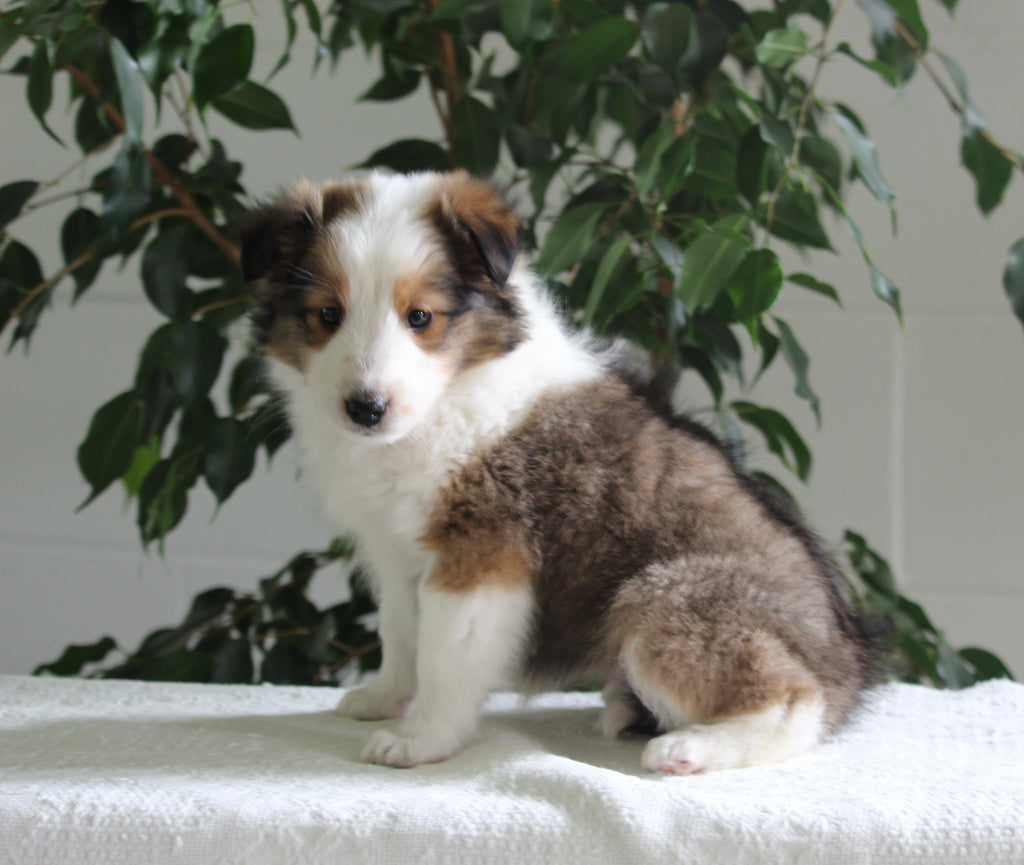 ACA Shetland Sheepdog For Sale Baltic OH FemaleJodi AC Puppies LLC