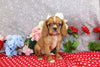 AKC Registered Cavalier KCS For Sale Wooster OH Female-Tiffany