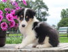 Collie Lassie For Sale Fredericksburg OH Male-Moses