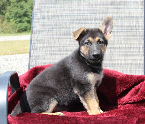German Shepherd For Sale Fresno OH Male-Charles