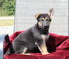 German Shepherd For Sale Fresno OH Male-Charles