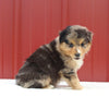 Australian Shepherd For Sale Holmesville OH Male-Asher