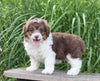 Mini Aussiedoodle For Sale Sugarcreek OH Male-Muffin