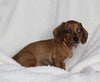 ACA Registered Dachshund For Sale Fredericksburg OH Female-Sophie