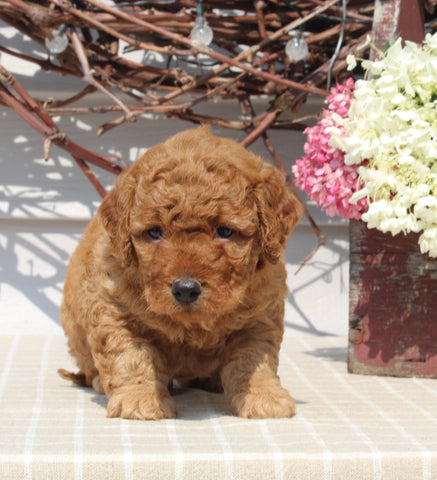 Mini Goldendoodle For Sale Sugarcreek OH Male-Nick
