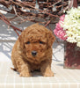 Mini Goldendoodle For Sale Sugarcreek OH Male-Nick