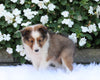 ACA Registered Shetland Sheepdog For Sale Baltic OH Male-Blake