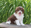 Mini Aussiedoodle For Sale Sugarcreek OH Male-Muffin