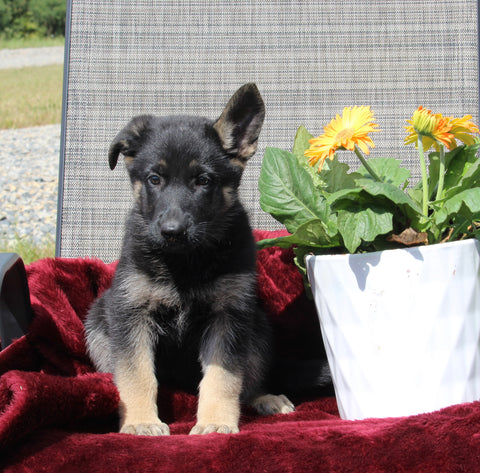 German Shepherd For Sale Fresno OH Female-Hazel