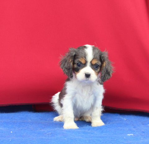 AKC Registered Cavalier KCS For Sale Millersburg OH Male-Jax
