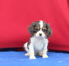 AKC Registered Cavalier KCS For Sale Millersburg OH Male-Jax