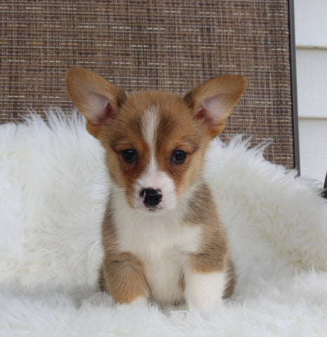 ACA Welsh Corgi For Sale Millersburg OH Male-Cruz