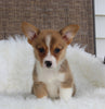 ACA Welsh Corgi For Sale Millersburg OH Male-Cruz