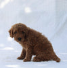 F1B Mini Goldendoodle For Sale Sugarcreek OH Female-Tonya