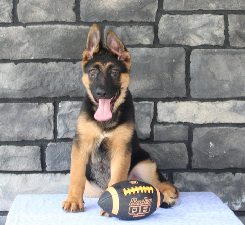 AKC German Shepherd For Sale Millersburg OH Male-Bryson
