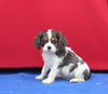 AKC Registered Cavalier KCS For Sale Millersburg OH Male-Jax