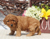 Mini Goldendoodle For Sale Sugarcreek OH Male-Nick