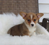 ACA Welsh Corgi For Sale Millersburg OH Male-Cruz