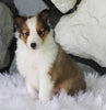 ACA Registered Shetland Sheepdog For Sale Baltic OH Female-Kaya