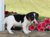 Jack Russell For Sale Millersburg OH Male-Sparky